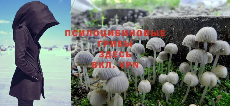 наркота  Бугульма  OMG ONION  Псилоцибиновые грибы Magic Shrooms 